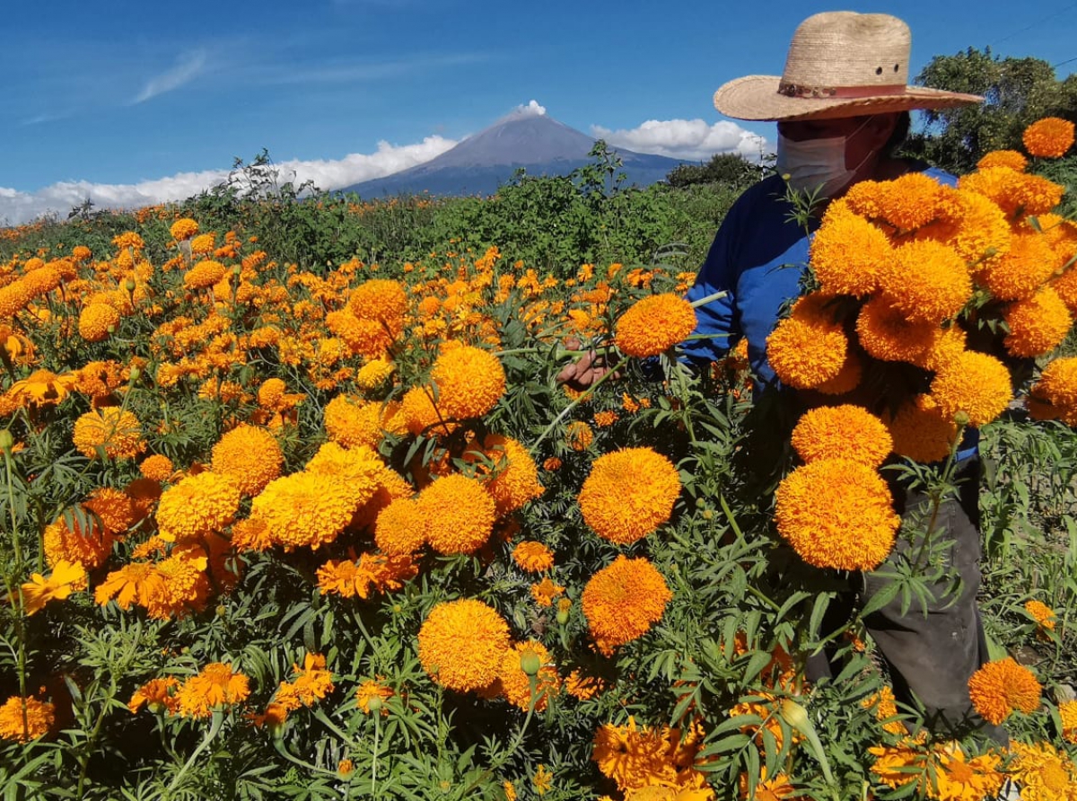 Disminuye producción de flor de muerto por la pandemia